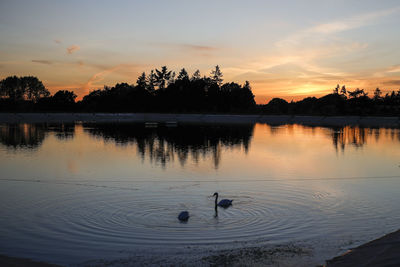Silhouette ducks swimming in lake during sunset