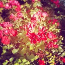 Close-up of pink flowers