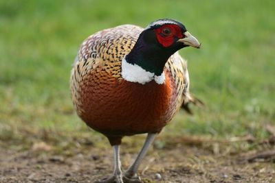 Close-up of pheasant on field