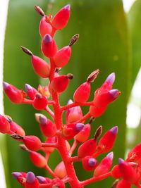 Close-up of red flowering plant