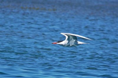 View of seagull flying over sea