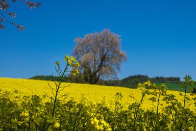 Scenic view of oilseed rape field against clear blue sky