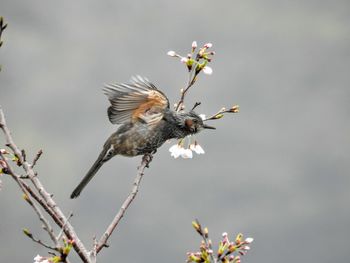 Close-up of bird perching on flower