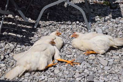 High angle view of bird on ground