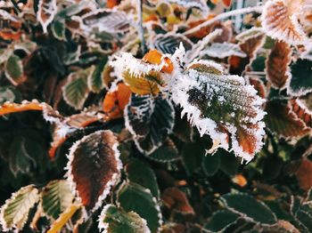 Close-up of snow on leaves