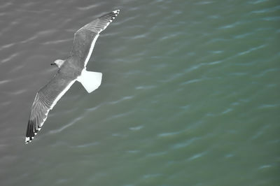 High angle view of seagull flying over lake