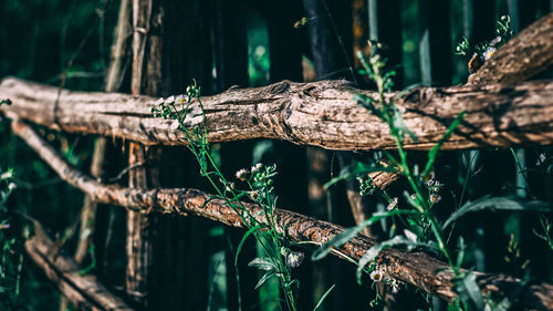 Close-up of tree trunk in forest