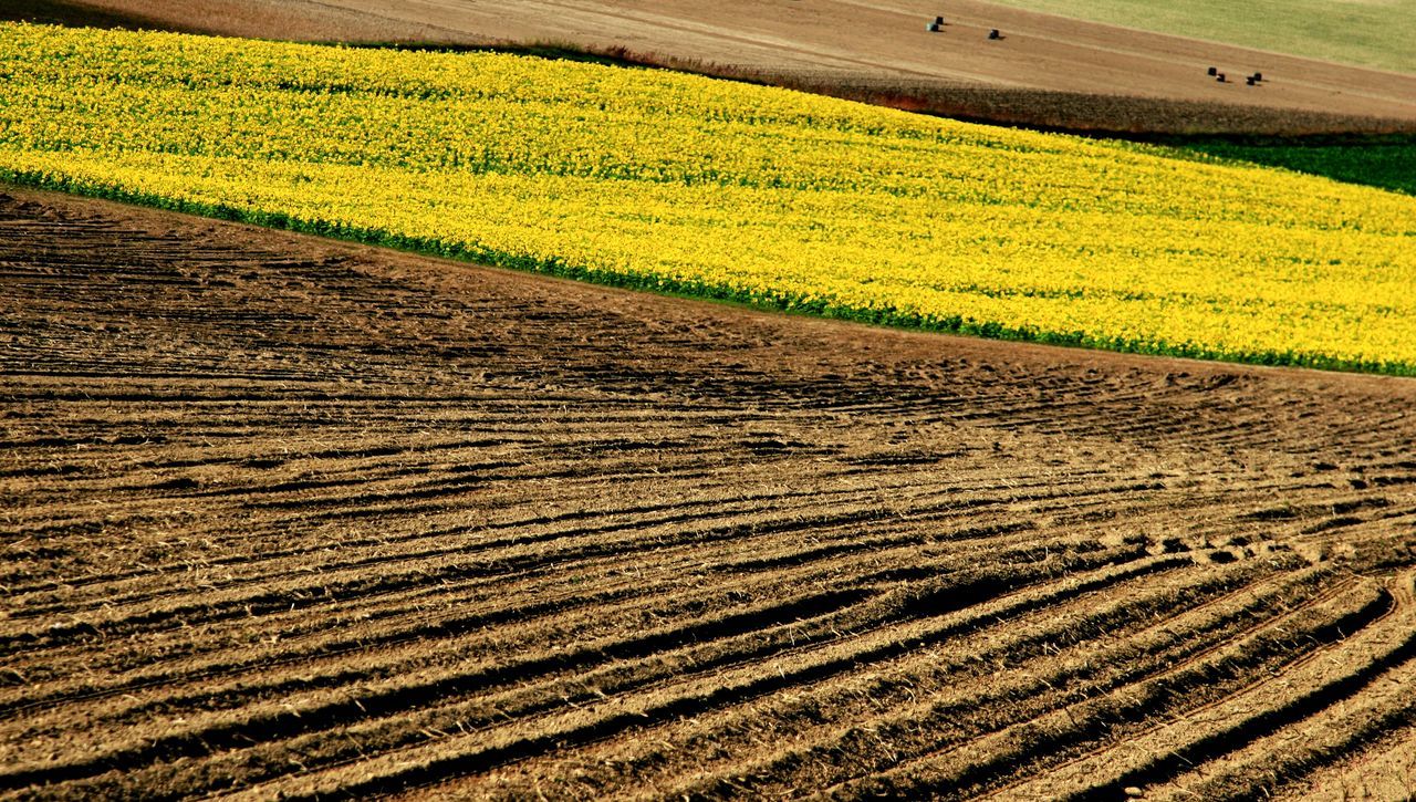 agriculture, field, rural scene, farm, landscape, crop, yellow, cultivated land, tranquility, tranquil scene, nature, in a row, beauty in nature, high angle view, day, growth, scenics, sunlight, outdoors, horizon over land