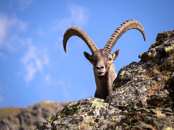 Adulti ibex.in gran paradiso national park.