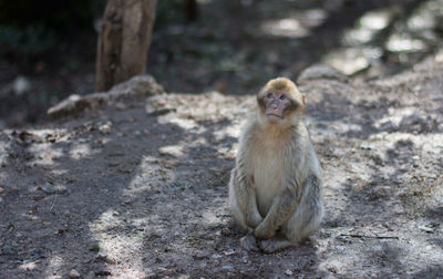 Close-up of monkey sitting outdoors
