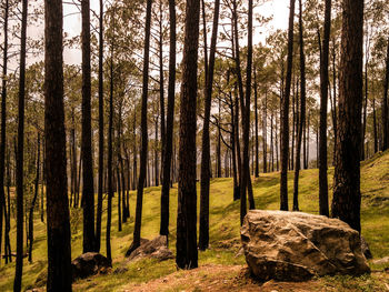 Trees in forest