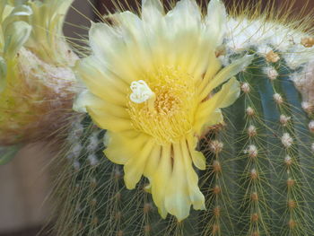 Close-up of yellow cactus flower