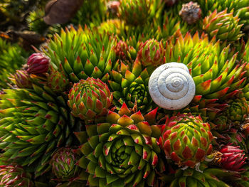 Close-up of fossil on plant