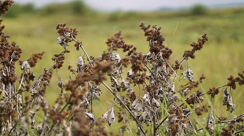 Close-up of flowering plants on field