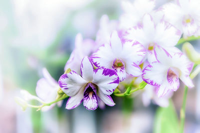 Close-up of cherry blossom