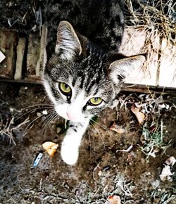 High angle view of cat on field