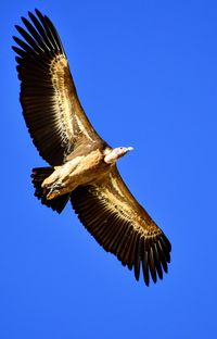 Low angle view of eagle flying against clear blue sky