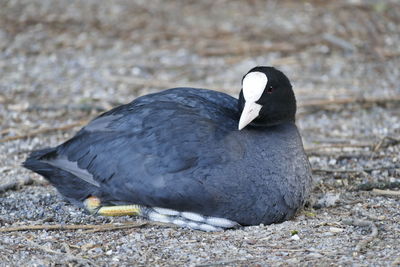 Close-up of bird perching on a land