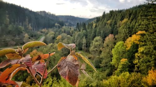 Close-up of fresh green plants against sky