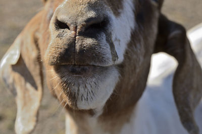 Close-up of dog