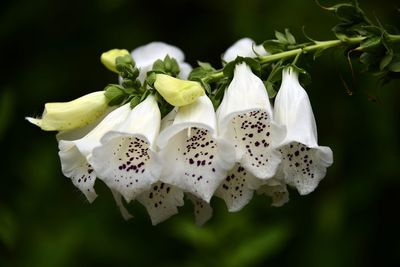 Close-up of white flowers