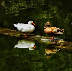 Ducks in a lake