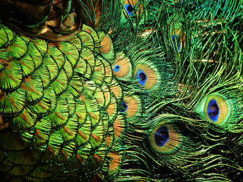 Close-up of peacock feathers