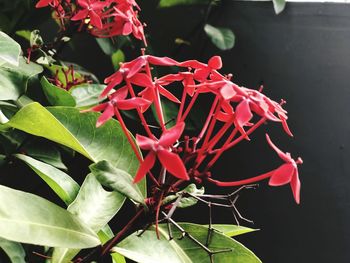 Close-up of red flowering plant