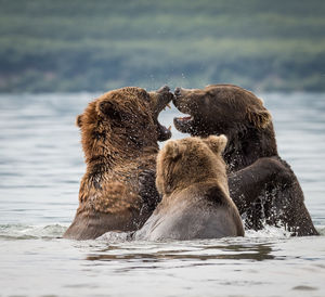 Bears playing in river