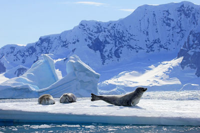 Seals on iceberg against snowcapped mountain