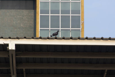 Low angle view of bird perching on window of building