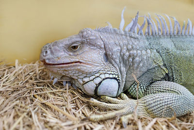 Close-up of lizard