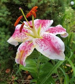 Close-up of pink lily flowers