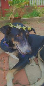 High angle portrait of dog relaxing outdoors