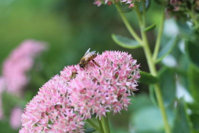 Close-up of bee pollinating on pink flower