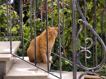 Cat looking away while sitting on railing