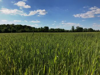 Scenic view of agricultural field against sky