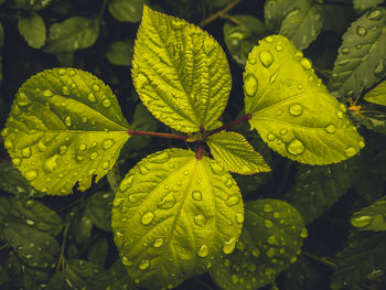 Close-up of wet leaves