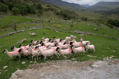 Flock of sheep on field