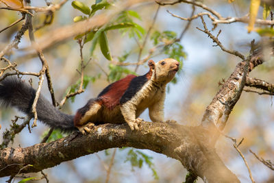 Low angle view of lizard on tree