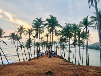 Palm trees on beach against sky