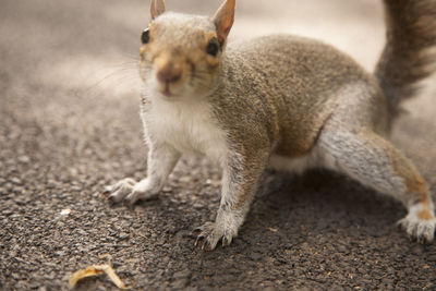 Close-up portrait of a grey squirrel on a asphalt path with a bokeh background.