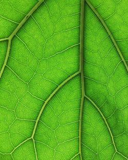Full frame shot of green leaves