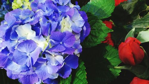 Close-up of purple flowers