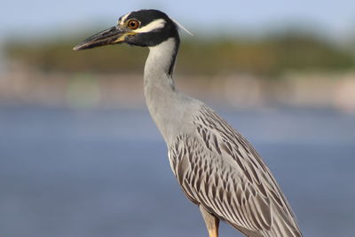 Close-up of gray heron