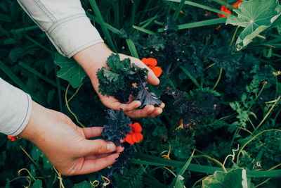 Cropped hands picking herbs in garden