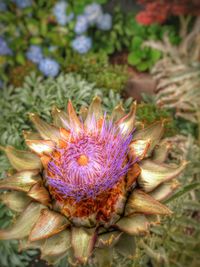 Close-up of purple flowers