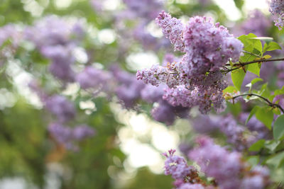 Close-up of pink flowering plant