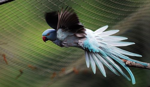 Parrot flying in cage at zoo