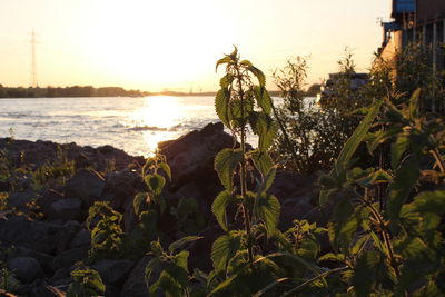 Close-up of plants growing by sea against sky during sunset